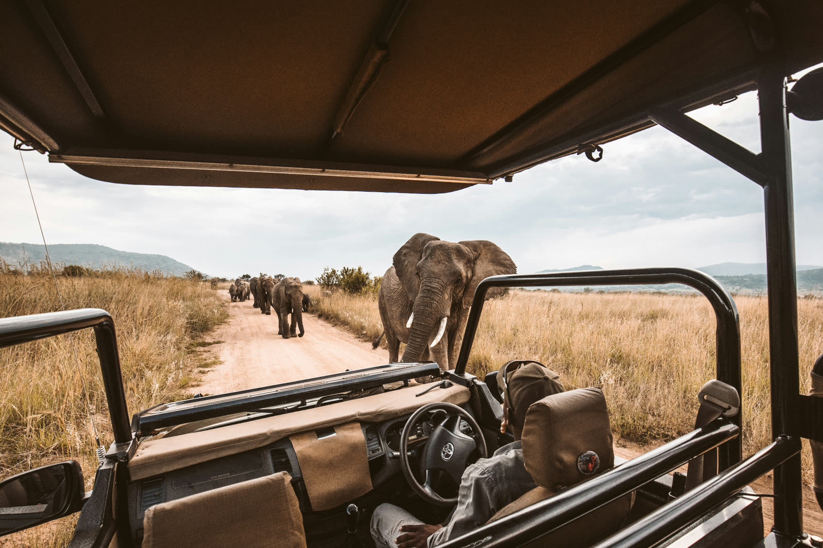 Safari guide driving toward a herd of elephants on a savanna track